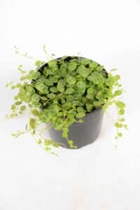 Peperomia prostrata trailing in a pot – String of Turtles for sale online South Africa