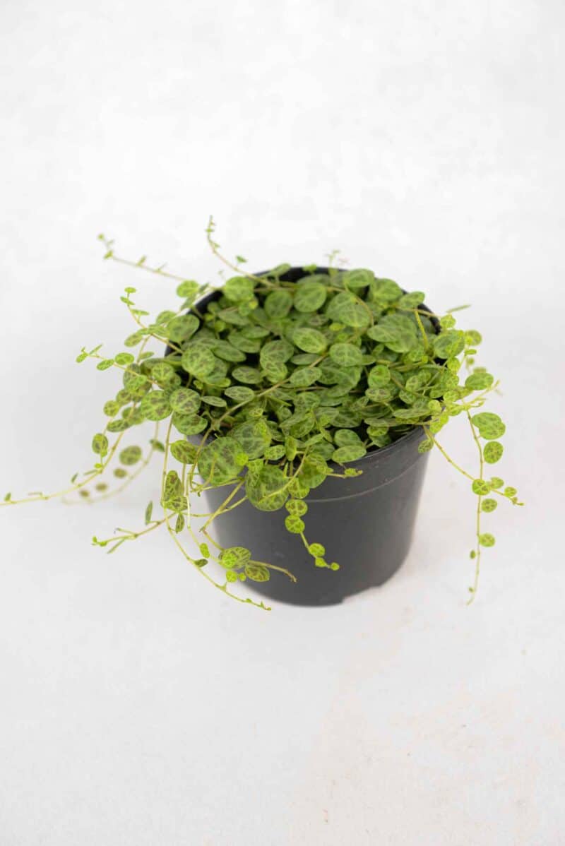 Rare String of Turtles houseplant with patterned round leaves – trailing Peperomia South Africa