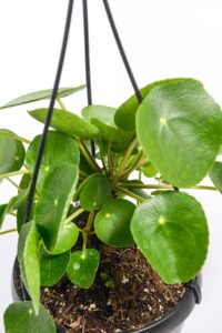 Close-up of coin-shaped green leaves.