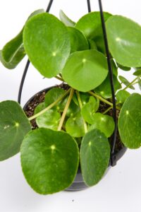 Chinese Money Plant with detailed foliage, perfect for bright indoor spaces