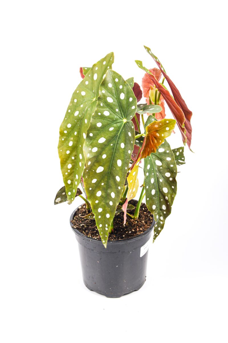 Full Begonia Polka Dot plant showing upright stems and patterned foliage.