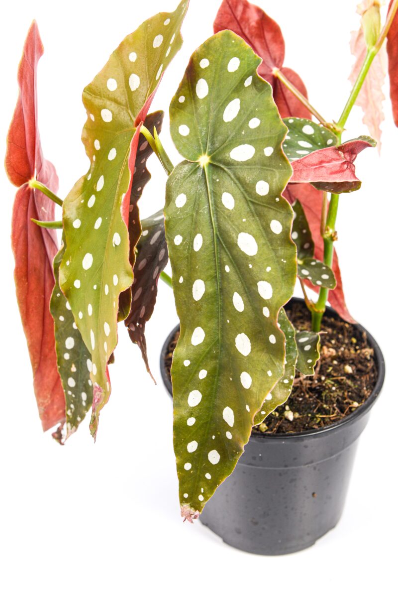 Full Begonia Polka Dot plant showing upright stems and patterned foliage.