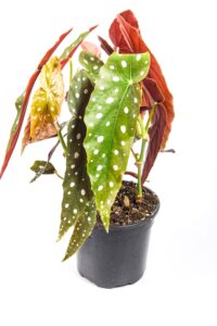 Decorative Polka Dot Begonia displayed indoors, perfect statement houseplant.