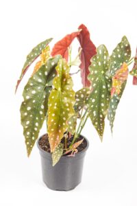 Decorative Polka Dot Begonia displayed indoors, perfect statement houseplant.