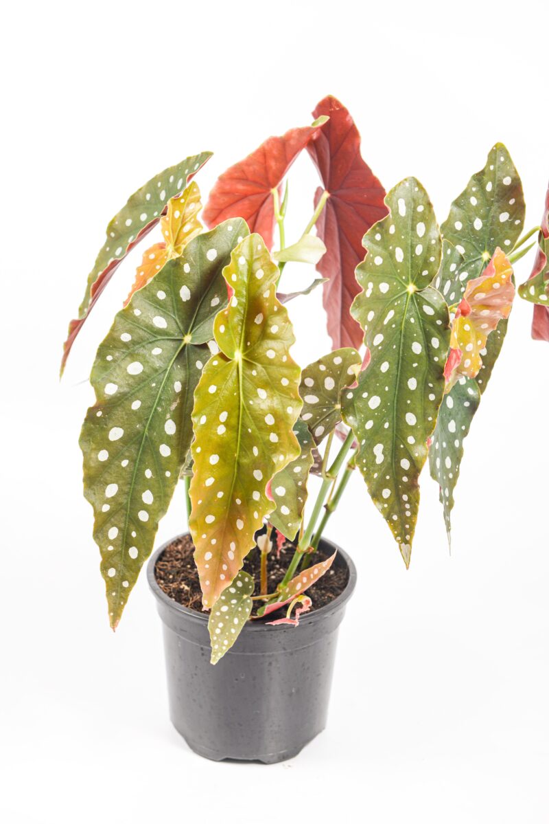 Decorative Polka Dot Begonia displayed indoors, perfect statement houseplant.
