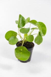 Chinese Money Plant with full, vibrant leaves, popular choice for plant lovers in South Africa
