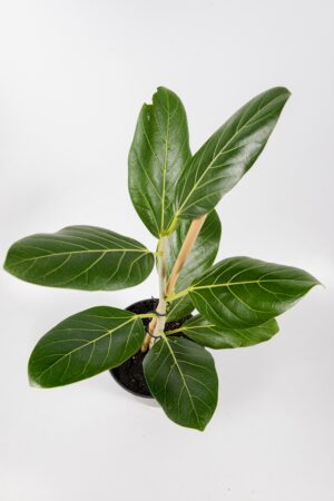 Close-up of Ficus Audrey velvety leaf texture and central vein.