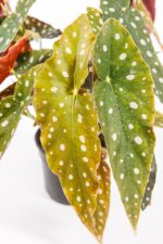 Close-up of Begonia Polka Dot leaf with silver spots and red underside – rare indoor plant.