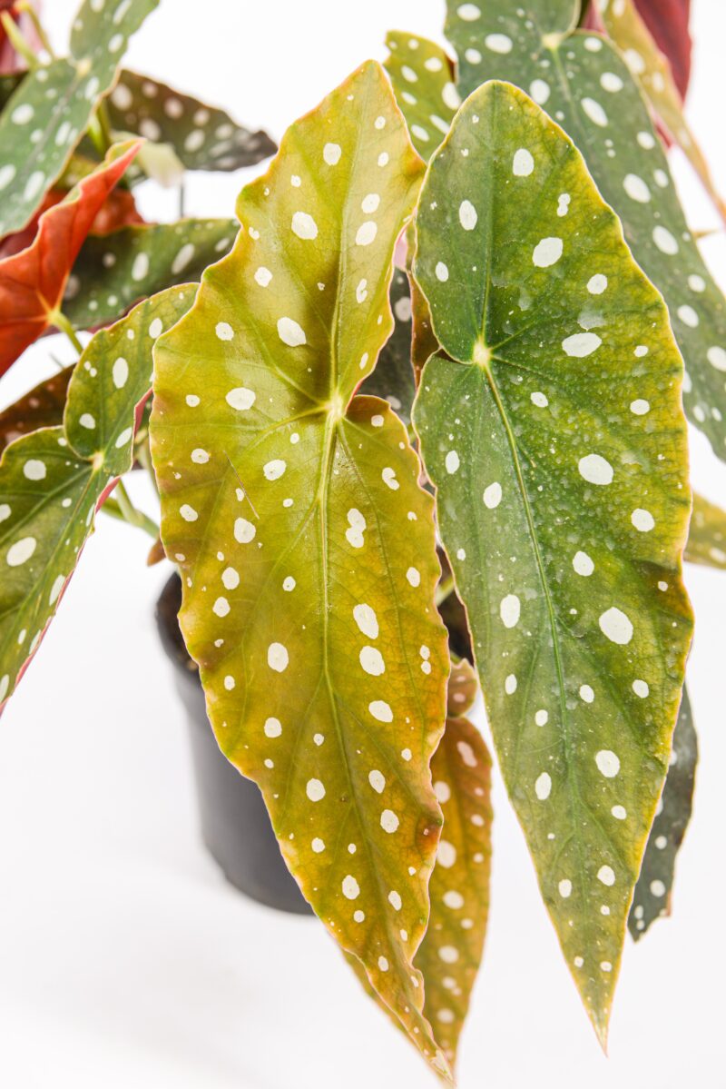 Close-up of Begonia Polka Dot leaf with silver spots and red underside – rare indoor plant.