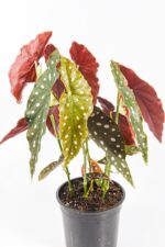 Begonia maculata in pot with bold green and white spotted leaves.