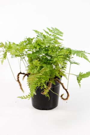 Rabbit Foot fern