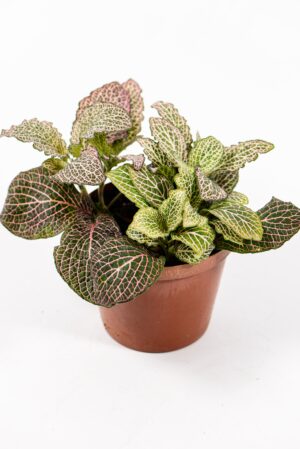 Fittonia