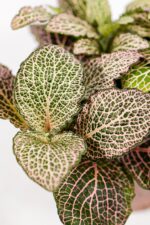 Fittonia