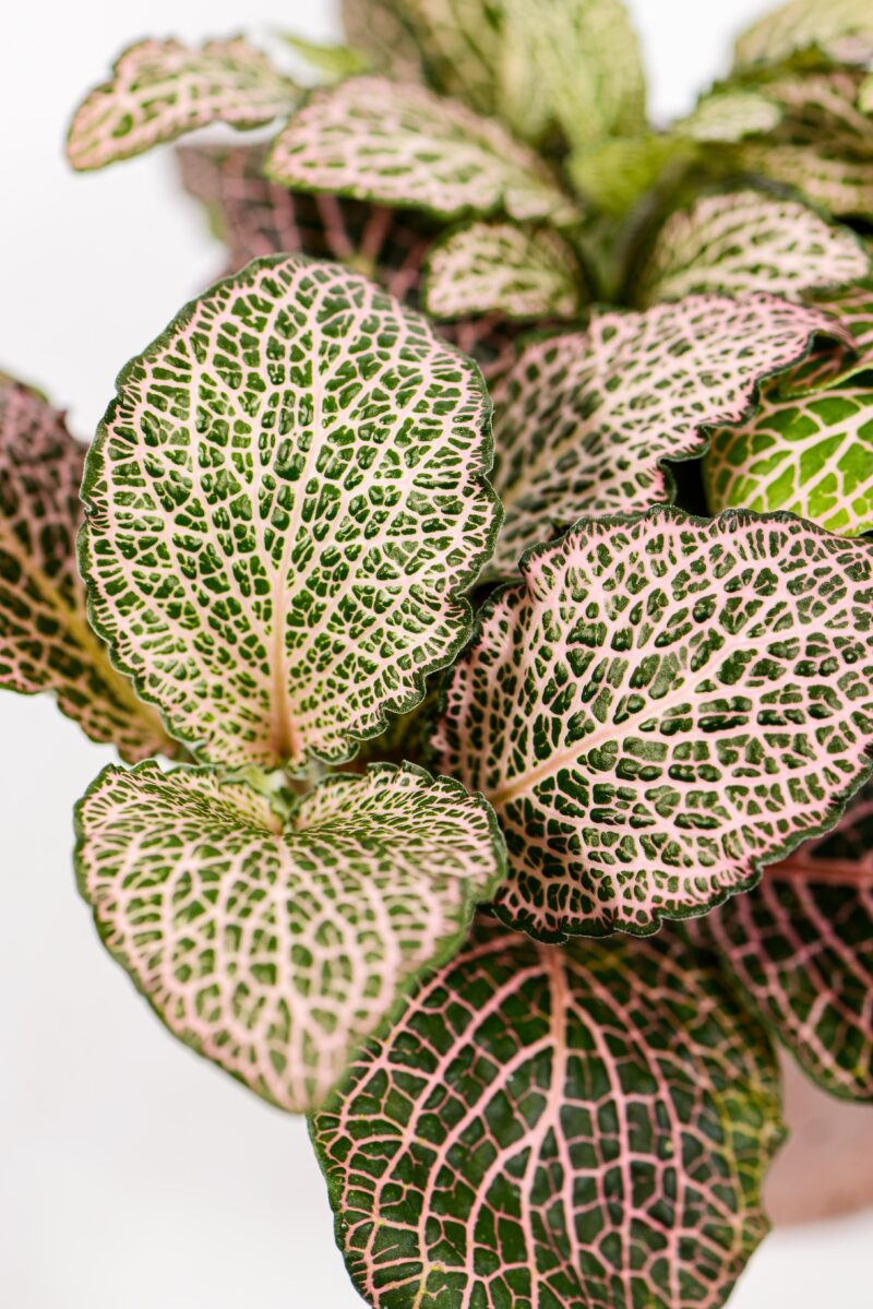 Fittonia