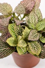 Fittonia Pink