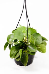 Full hanging basket showing rounded leaves.