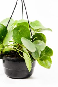 Chinese Money Plant trailing from a hanging basket indoors.
