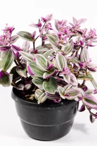 Close-up of striped pastel leaves