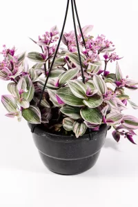 Trailing stems cascading over pot edge