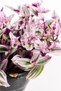 Full Tradescantia Nanouk in a 15cm pot