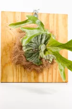 Platycerium superbum mounted on a 40 × 40 cm wooden board displayed against a wall.