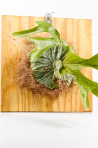 Platycerium superbum mounted on a 40 × 40 cm wooden board displayed against a wall.