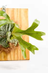 Side angle of mounted staghorn fern showing cascading fertile fronds.