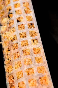 Detail shot of a transparent moss pole filled with sphagnum moss.