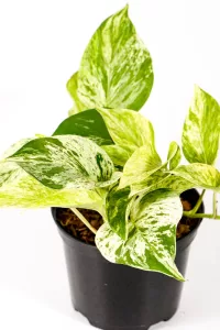 Healthy Marble Queen Pothos displaying natural growth and fresh leaves