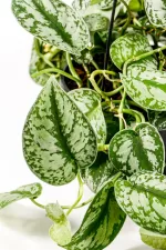 CLose up of a Pothos silver splash with gard green and silver leaves