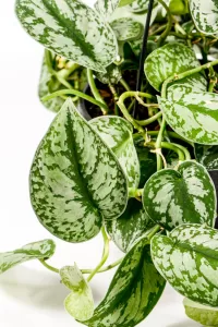 CLose up of a Pothos silver splash with gard green and silver leaves