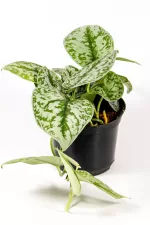 Trailling growth habit of pothos silver splash