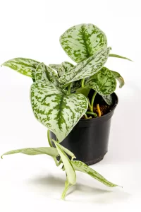 Trailling growth habit of pothos silver splash