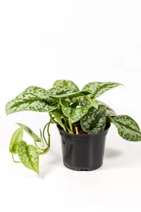 Full put of a pothos silver splash with trailing vines