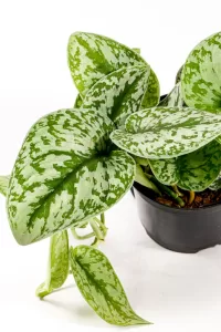 scindapsus silver splash in black 15cm pot