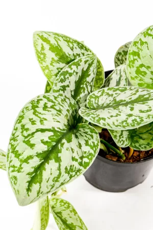 Macro shot of silver and green detail of pothos silver splash