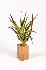 tillandsia harrissii