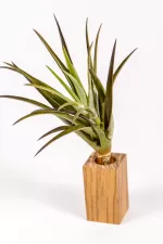 tillandsia harrissii