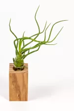Airplant Tillandsia Bulbolsa