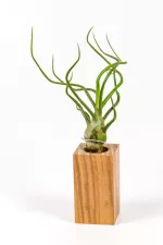 Airplant Tillandsia Bulbolsa