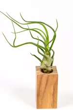 Airplant Ionantha Bulbolsa