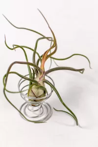 tillandsia bulbosa on a metal spiral