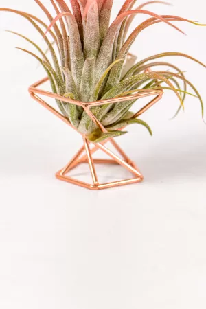 hex airplant stand
