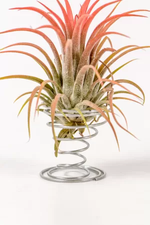 airplant stand
