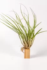 tillandsia fasciculata