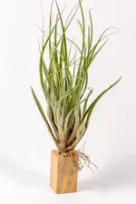 tillandsia fasciculata