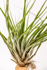 tillandsia fasciculata