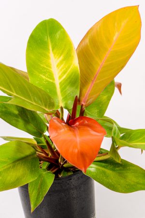 Philodendron Prince of Orange with bright orange new leaf.