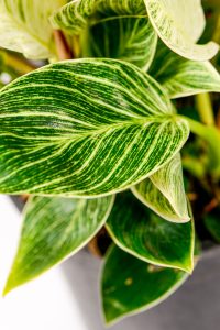 Macro image of a Philodendron Birkin showing white veining