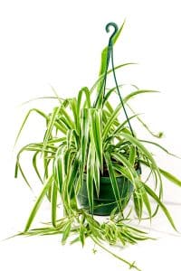 Spider plant hanging basket with full, vibrant leaves, popular choice for plant lovers in South Africa